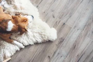 Family pet on scratch-resistant laminate flooring in an OKC home
